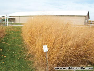 Switchgrass entered the American vernacular after its State of the Union mention.