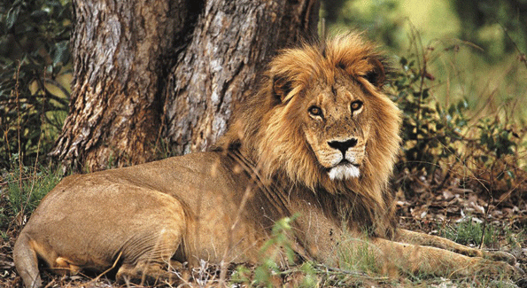 Lions reign supreme at the Mala Mala Game Preserve
