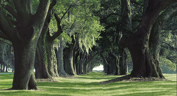 The Avenue of the Oaks, just part of the natural beauty that the Sea Island Company has worked to preserve.