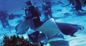  There are 300 dive locations in The Cayman Islands, including the popular “Sting Ray City.”  
