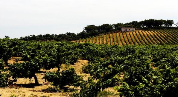 Portugal's Alentejo region is producing world class blends.