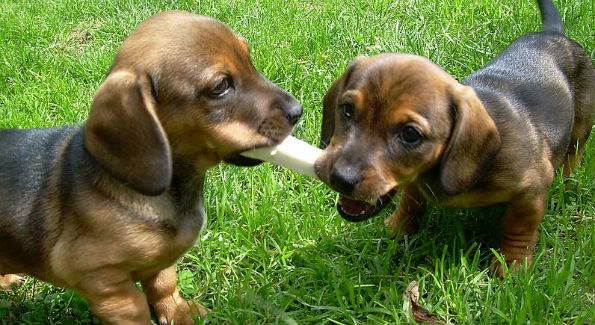 Puppies at play (Photo Courtesy of Wikimedia Commons) 