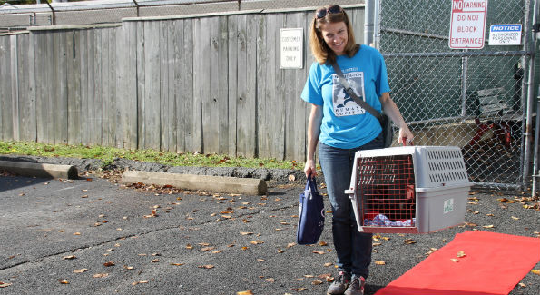 A WHS volunteer walks two kittens down the red carpet (photo by Catherine Trifiletti).