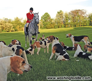 Piedmont foxhounds with huntsman Richard Roberts